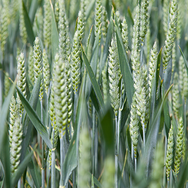 科莱恩Clariant佐剂Synergen ME